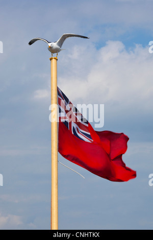 A seagull landing on the British flag, on a ferry boat to Mull near Oban, Scotland Stock Photo