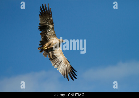 Indian Tawny Eagle soaring in blue sky Stock Photo