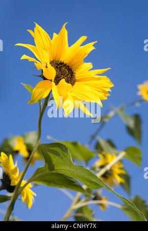 Sunflowers against blue sky Stock Photo