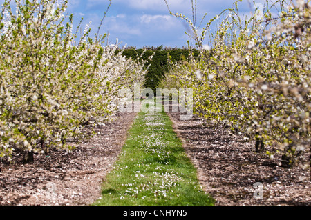 Apple trees in blossom in orchard Stock Photo