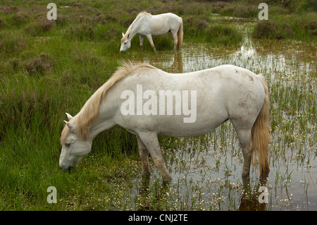 Camargue horses foraging in a flooded wetland, Camargue, France Stock Photo