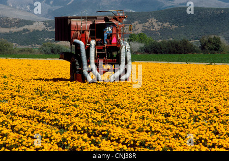 An agricultural harvesting machine vacuums seeds from golden marigold flowers in a farm field near Lompoc in Santa Barbara County, California, USA. Stock Photo