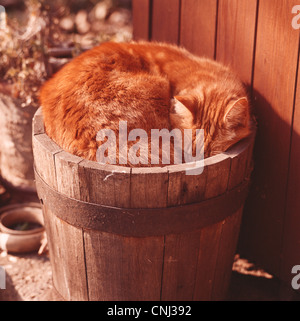 Ginger cat asleep in a garden tub, UK Stock Photo