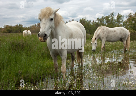 Camargue horses foraging in a flooded wetland, Camargue, France Stock Photo