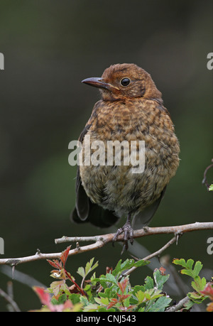 European Blackbird (Turdus merula) juvenile, standing on one leg, perched on twig, Norfolk, England, august Stock Photo