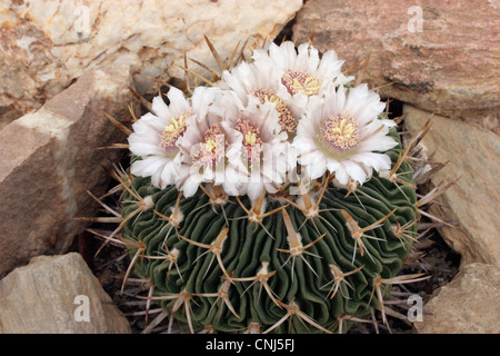 Cactus (Stenocactus species) grown from seed from La Estancia, Guanajuato, Mexico. Stock Photo