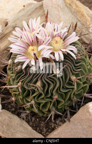 Cactus (Stenocactus species) grown from seed from east of Salinas, San Luis Potosi, Mexico. Stock Photo