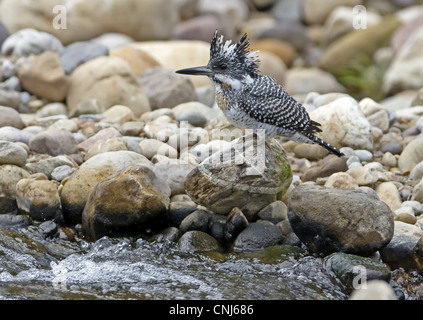 Crested Kingfisher (Megaceryle lugubris) adult, perched on rock beside stream, Northern India, january Stock Photo