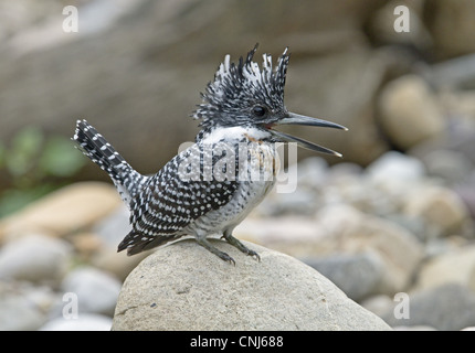 Crested Kingfisher (Megaceryle lugubris) adult, calling, perched on rock, Northern India, january Stock Photo