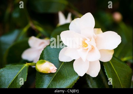 Camellia japonica in flower Stock Photo