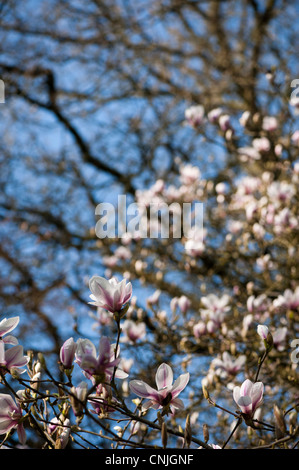 Portrait of a Chinese Saucer Magnolia tree in full bloom with beautiful ...