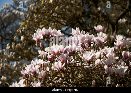 Magnolia x soulangeana 'Alexandrina', Saucer Magnolia 'Alexandrina' in bloom Stock Photo