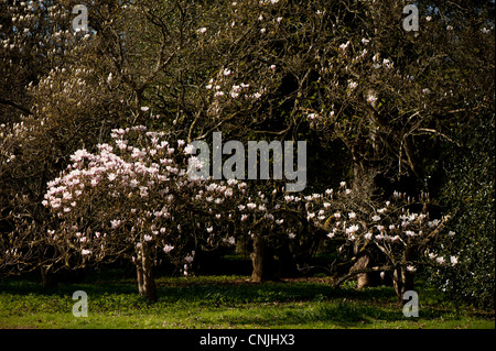 Magnolia x soulangeana 'Alexandrina', Saucer Magnolia 'Alexandrina' in bloom Stock Photo