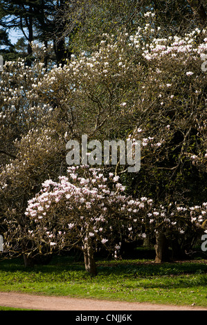 Magnolia x soulangeana 'Alexandrina', Saucer Magnolia 'Alexandrina' in bloom Stock Photo