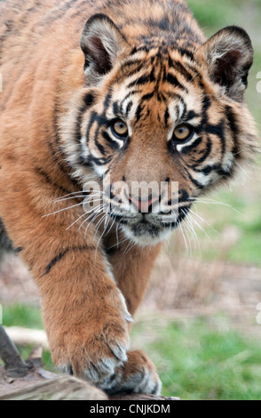 Male Sumatran tiger cub Stock Photo