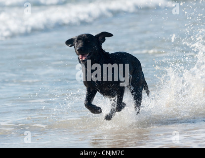 Happy Labrador running along the beach. Stock Photo