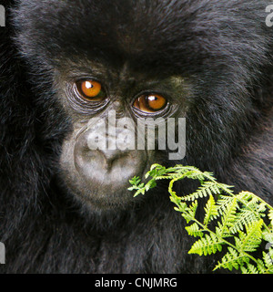 Africa, Rwanda, Juvenile Mountain Gorilla (Gorilla gorilla beringei) of the Umubano Group at Volcanoes NP in the Virungas. Stock Photo