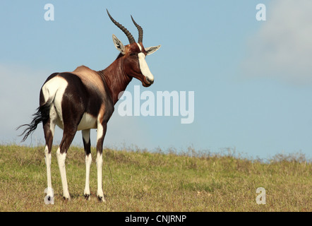 A portrait of a Bontebok antelope in South Africa Stock Photo