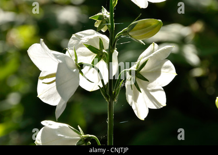 White Peach-leaved Bellflower (Campanula persicifolia). Stock Photo