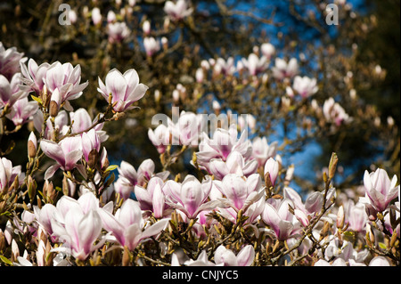 Magnolia x soulangeana 'Alexandrina', Saucer Magnolia 'Alexandrina' in bloom Stock Photo