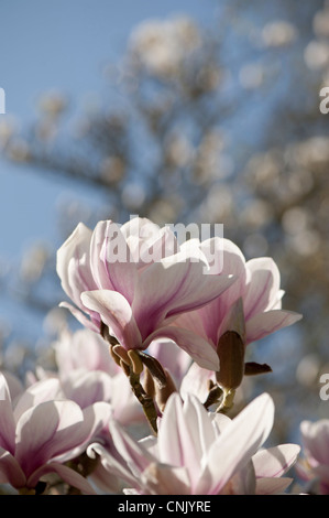 Magnolia x soulangeana 'Alexandrina', Saucer Magnolia 'Alexandrina' in bloom Stock Photo