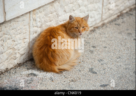 Middle East Israel Jerusalem - stray cats litter the city Stock Photo