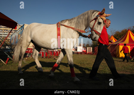 Trained Kladruber, the oldest Czech horse breed, in the backstage of Humberto Circus in Prague, Czech Republic. Stock Photo