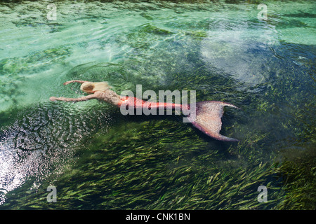Mermaid floating on her stomach above an eel grass bed in a river in Weeki Wachee Springs Florida Stock Photo