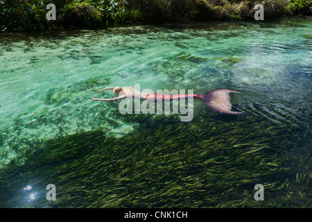 Mermaid floating on her stomach above eel grass in a Wachee river in Weeki Wachee Springs Florida Stock Photo