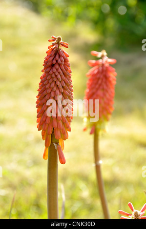 Flower of Tritoma, Red hot poker, Torch lily, Poker plant (Kniphofia sp). Stock Photo