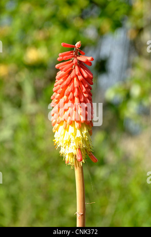 Flower of Tritoma, Red hot poker, Torch lily, Poker plant (Kniphofia sp). Stock Photo