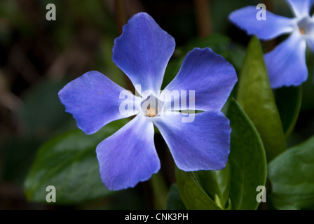 vinca major periwinkle blue flower Stock Photo