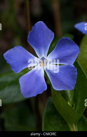 vinca major periwinkle blue flower Stock Photo