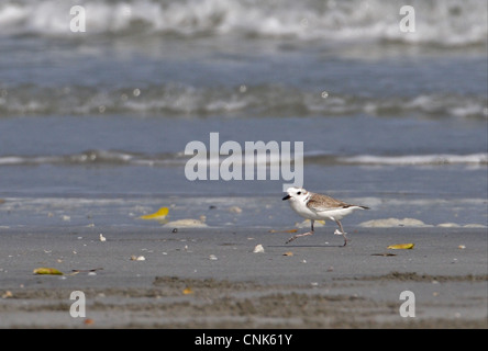 White-faced Plover (Charadrius dealbatus) adult, running along beach, Thailand, february Stock Photo