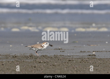 White-faced Plover (Charadrius dealbatus) adult, feeding on crab, standing on beach, Thailand, february Stock Photo