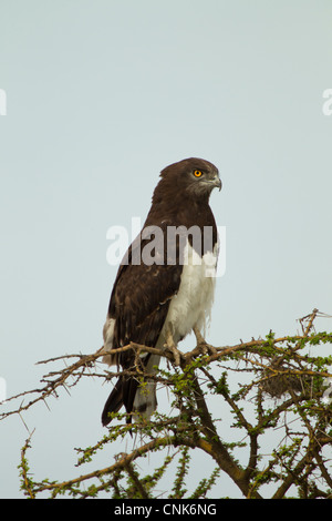 Juvenile Crowned Eagle, Tanzania Stock Photo