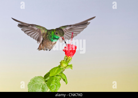 North America, USA, Texas, Hidalgo Co., McAllen, buff-bellied hummingbird (Amazilia yucatanensis) adult feeding at flower Stock Photo