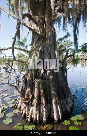 North America, USA, Texas, Marion Co., Caddo Lake, photographer in hunting blind cut inside bald cypress tree Stock Photo