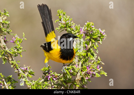 North America, USA, Texas, Starr Co., Audubon's Oriole (Icterus graduacauda) adult perched Stock Photo
