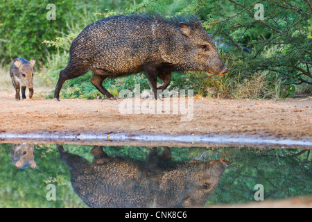 North America, USA, Texas, Starr Co., collared peccary, Pecari tajacu, adult and baby Stock Photo