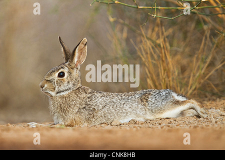 North America, USA, Texas, Starr Co., eastern cottontail (Sylvilagus floridanus) rabbit in habitat resting Stock Photo