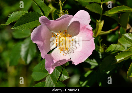 Dog rose (Rosa canina) in flower in an french garden. Stock Photo