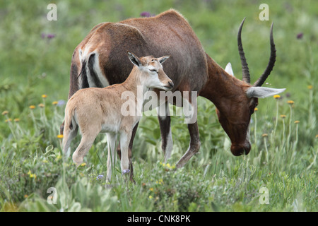 Blesbok (Damaliscus dorcas phillipsi) adult female with calf, Malolotja Nature Reserve, Swaziland Stock Photo