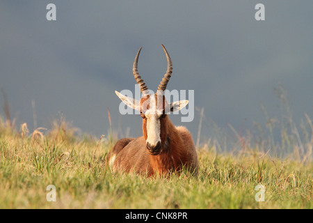 Blesbok (Damaliscus dorcas phillipsi) adult, resting, Malolotja Nature Reserve, Swaziland Stock Photo