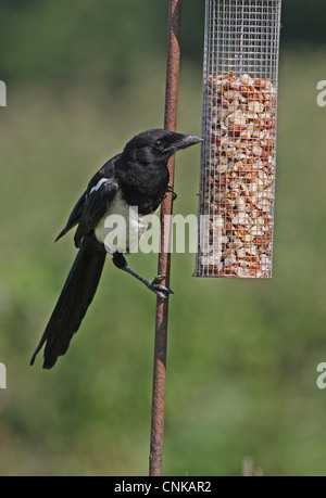 Common Magpie Pica pica juvenile feeding on European Rabbit Oryctolagus ...