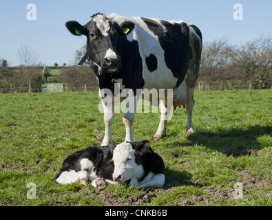 Domestic Cattle, Holstein Friesian bull and dry cows, herd standing in ...