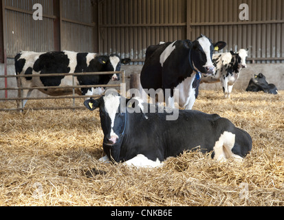 Domestic Cattle, Holstein Friesian type dairy cows, herd in straw yard, on organic farm, Shropshire, England, march Stock Photo