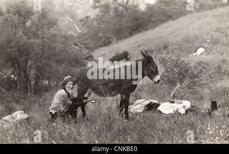 Old Prospector Milking a Donkey Stock Photo