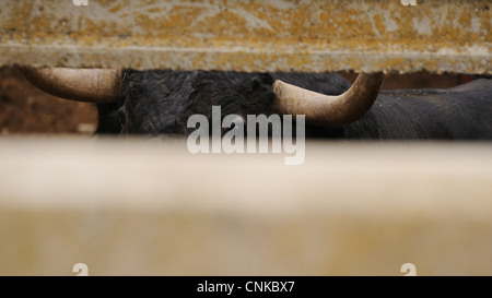 Domestic Cattle Spanish Fighting Bull fighting bull close-up head horns looking through gap enclosure preparing be moved Stock Photo