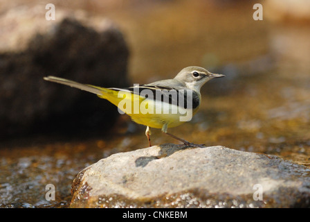 Grey Wagtail (Motacilla cinerea) in a forest stream Stock Photo